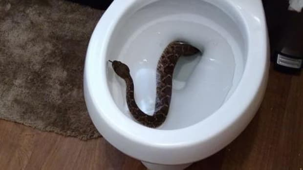 24-rattlesnakes-texas-home-no-god-why.jpg